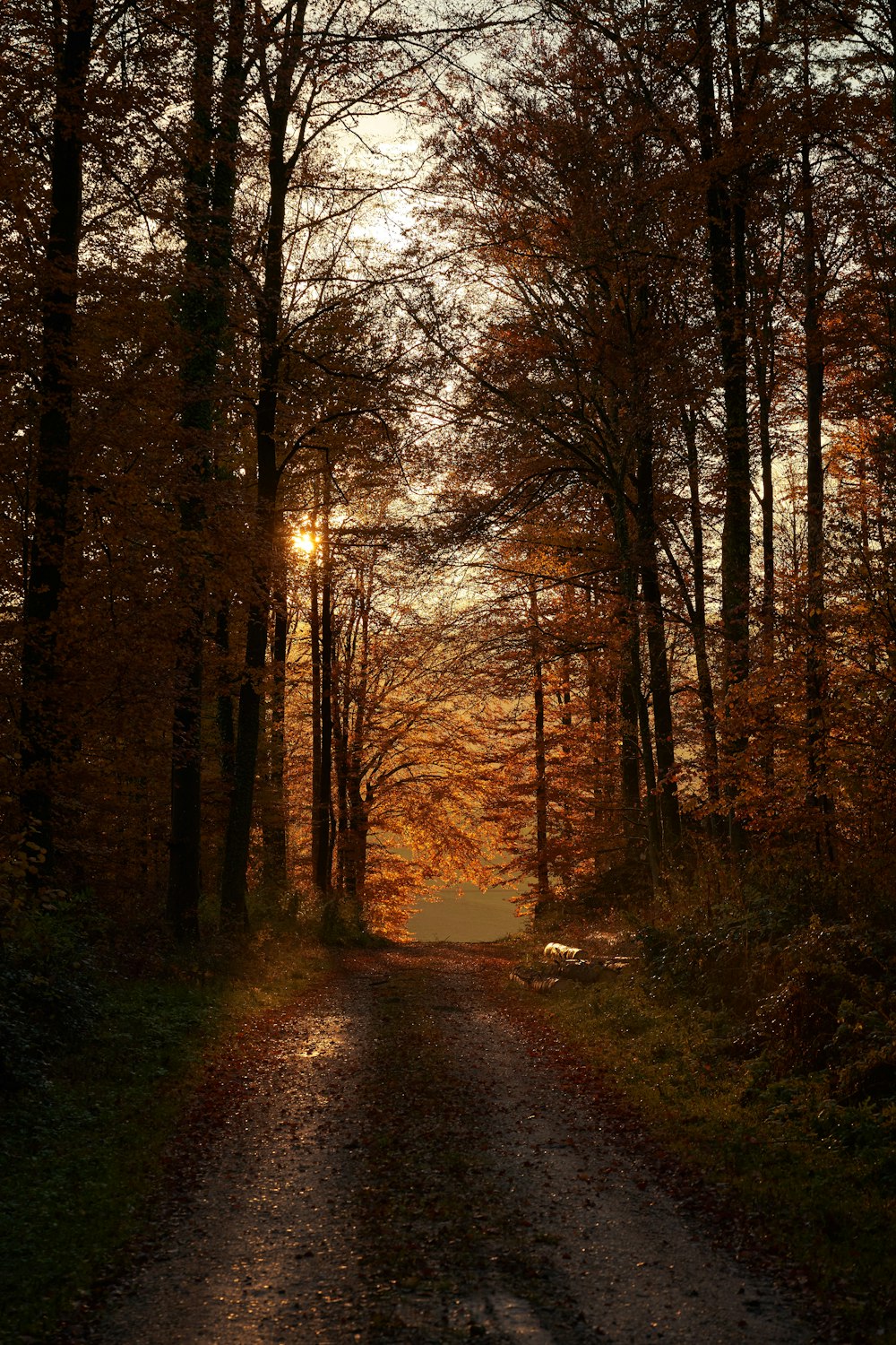 brown pathway between brown trees during daytime