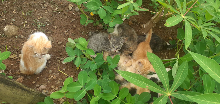 Several kittens are nestled together on a patch of brown soil surrounded by green leaves. One orange and white kitten is slightly apart from the group, sitting alone.