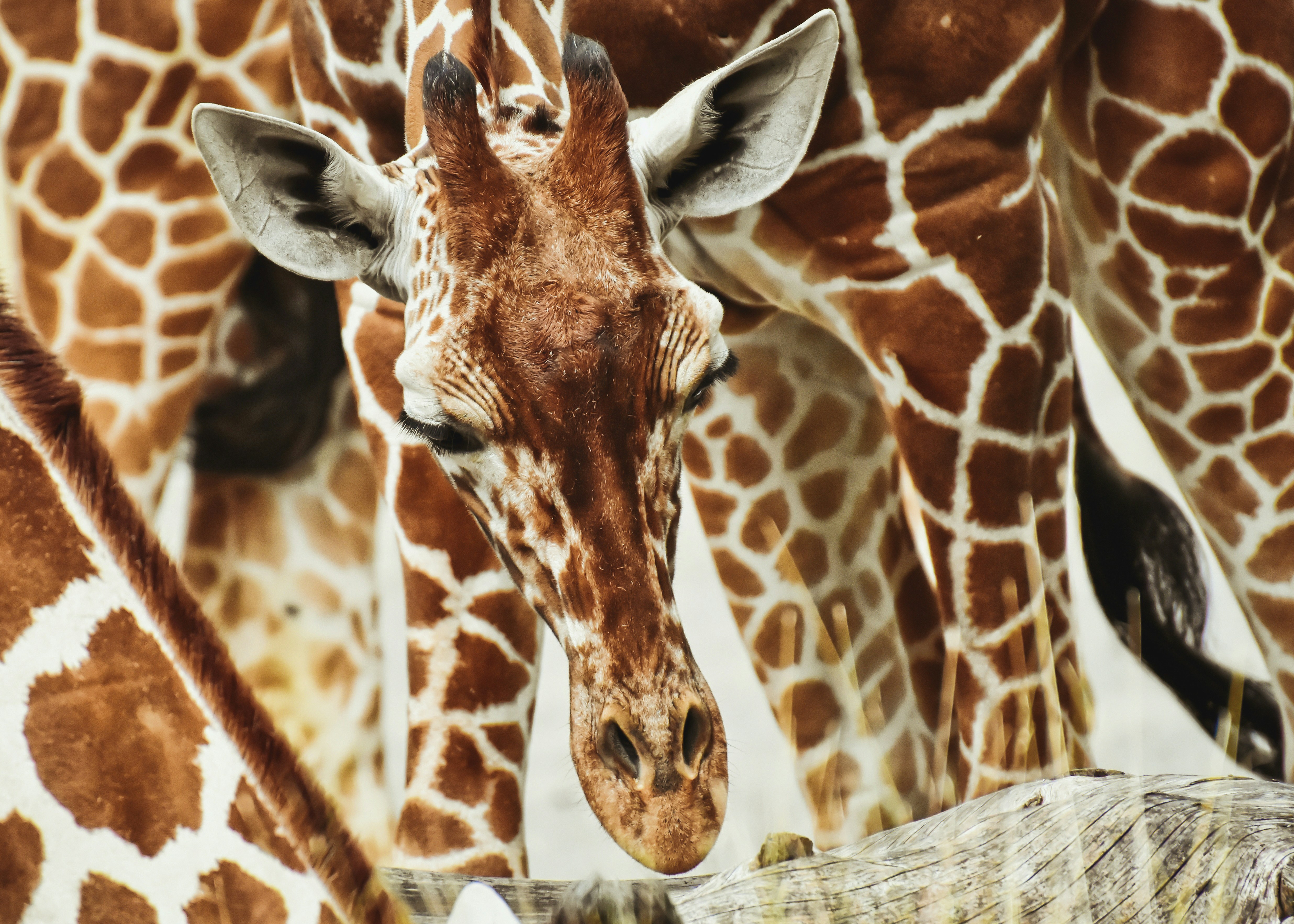 Photo by alexas_fotos