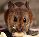brown rodent eating yellow fruit
