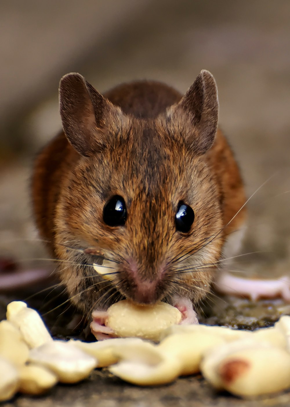 brown rodent eating yellow fruit