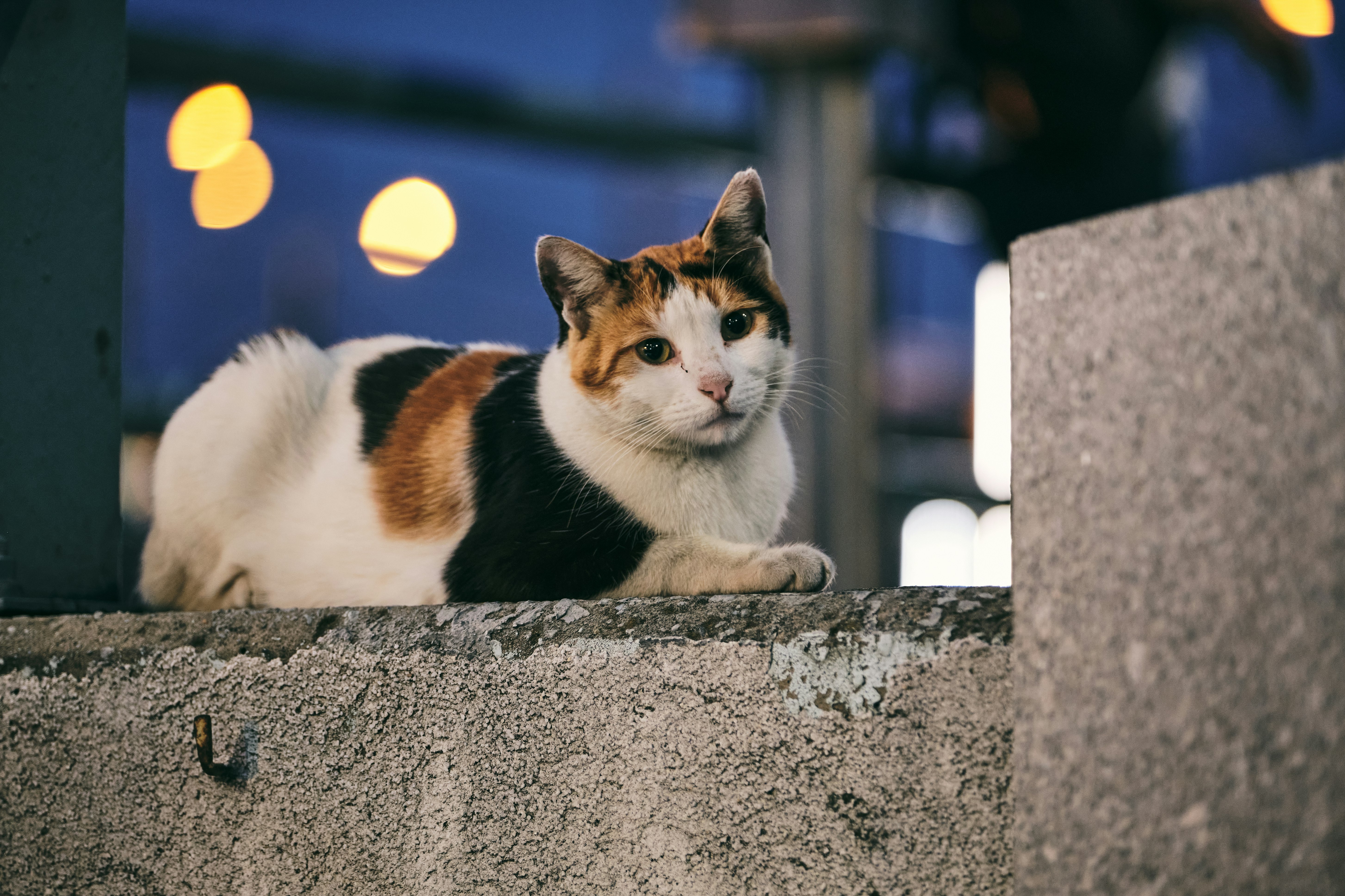 white orange and black cat on gray concrete wall during daytime