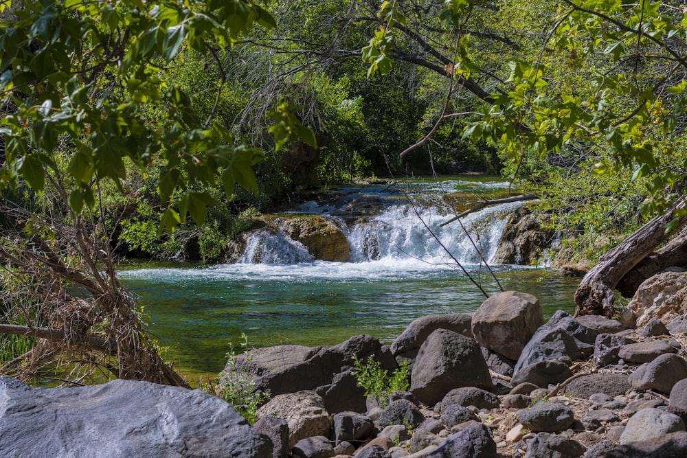 green trees beside river during daytime