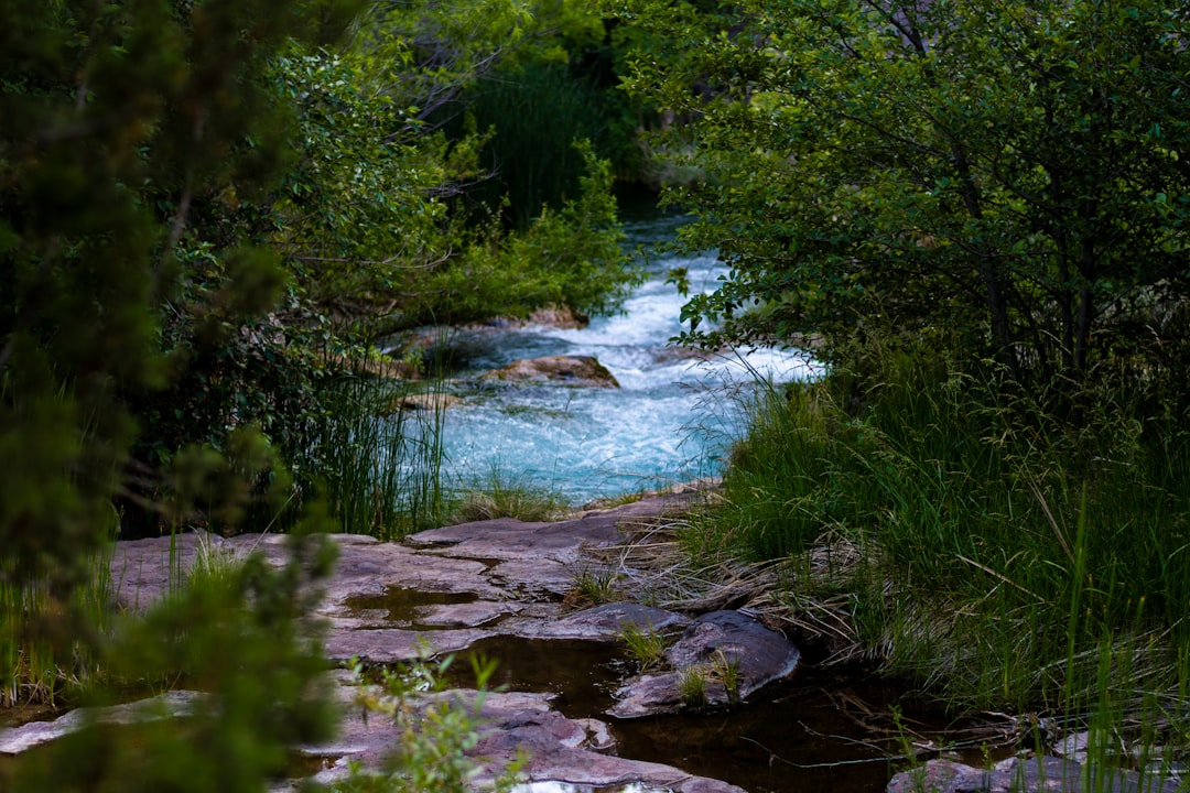 green trees beside river during daytime