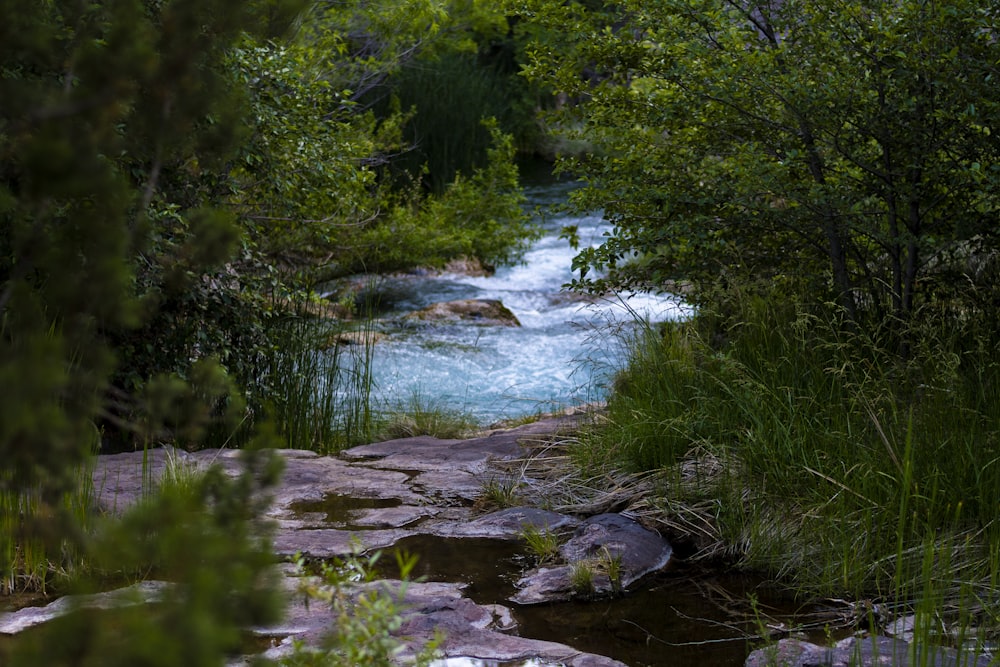 green trees beside river during daytime