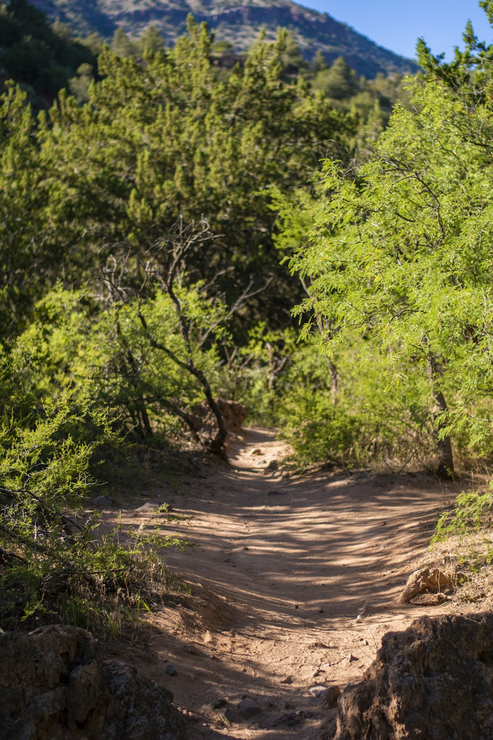 green trees and brown dirt road