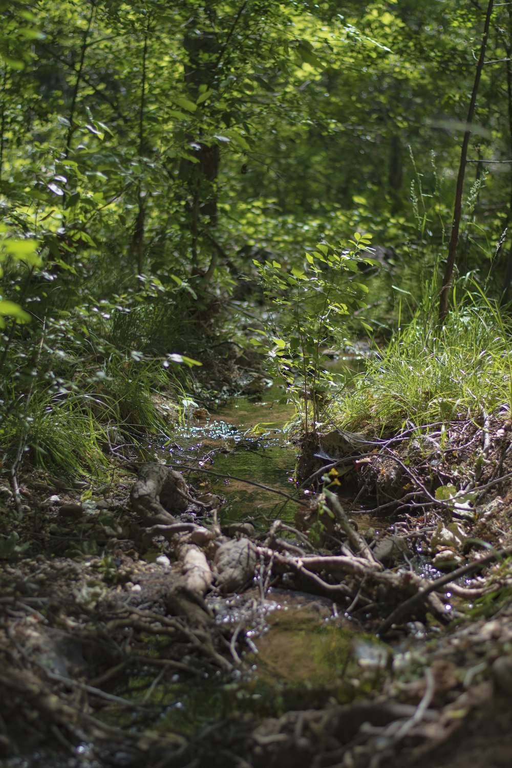 green plants and trees beside river during daytime