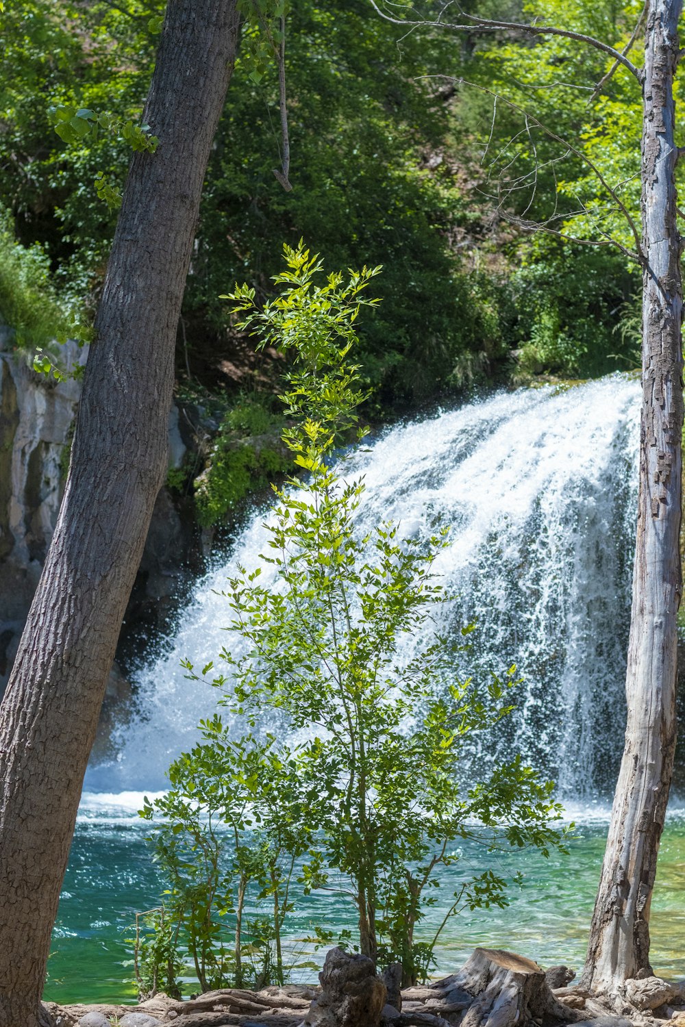 green trees beside water falls during daytime