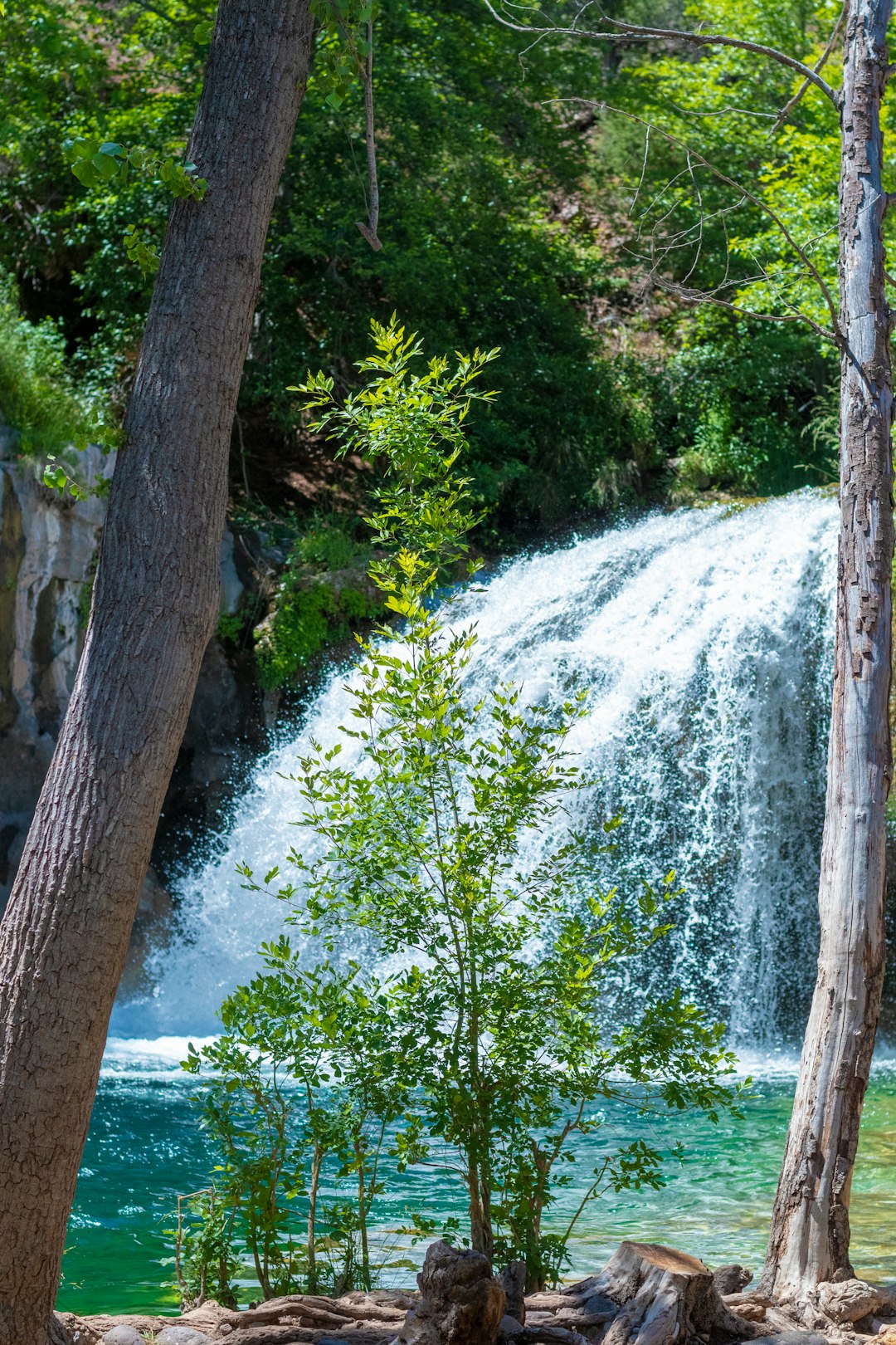 green trees beside water falls during daytime