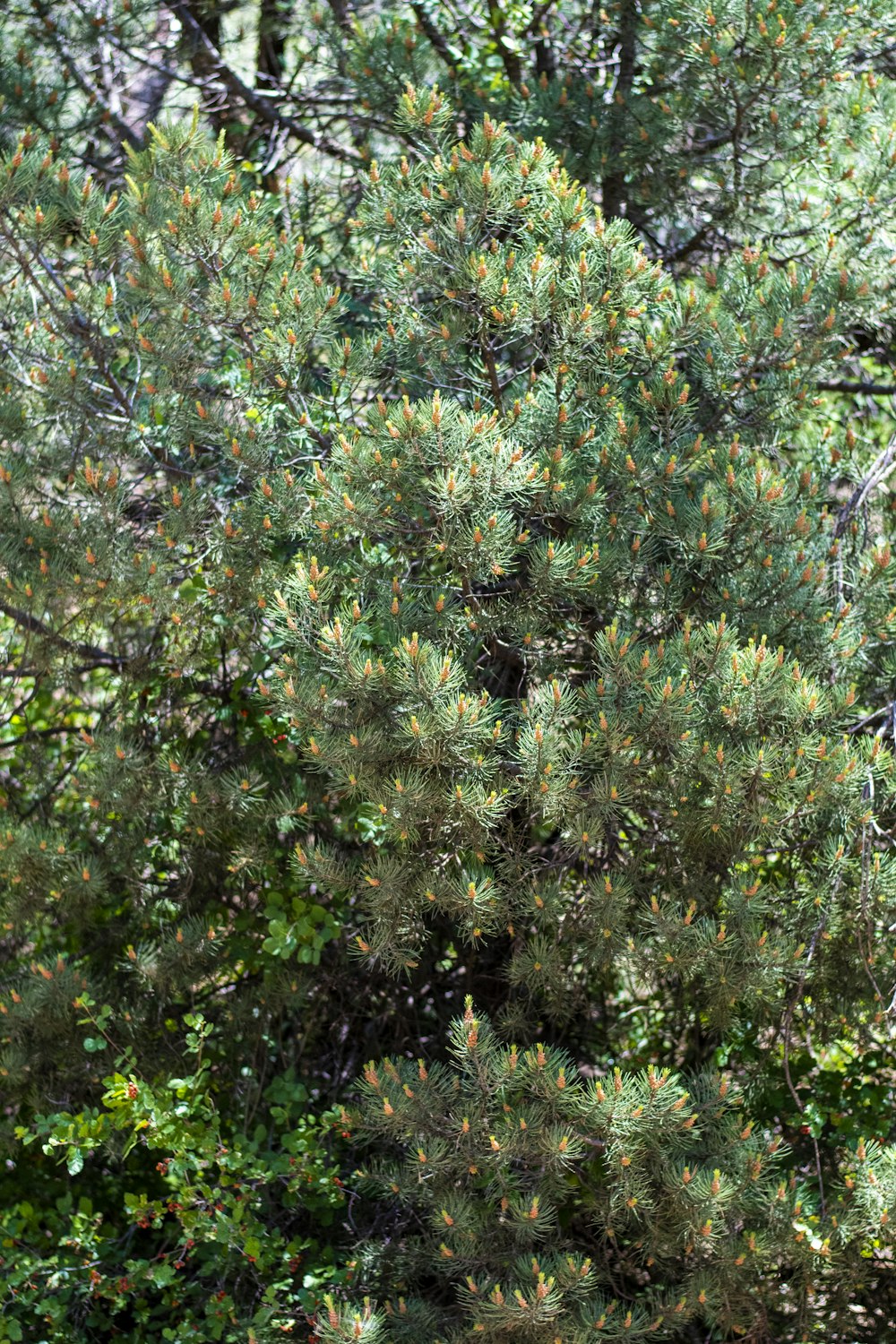 green tree with green leaves during daytime