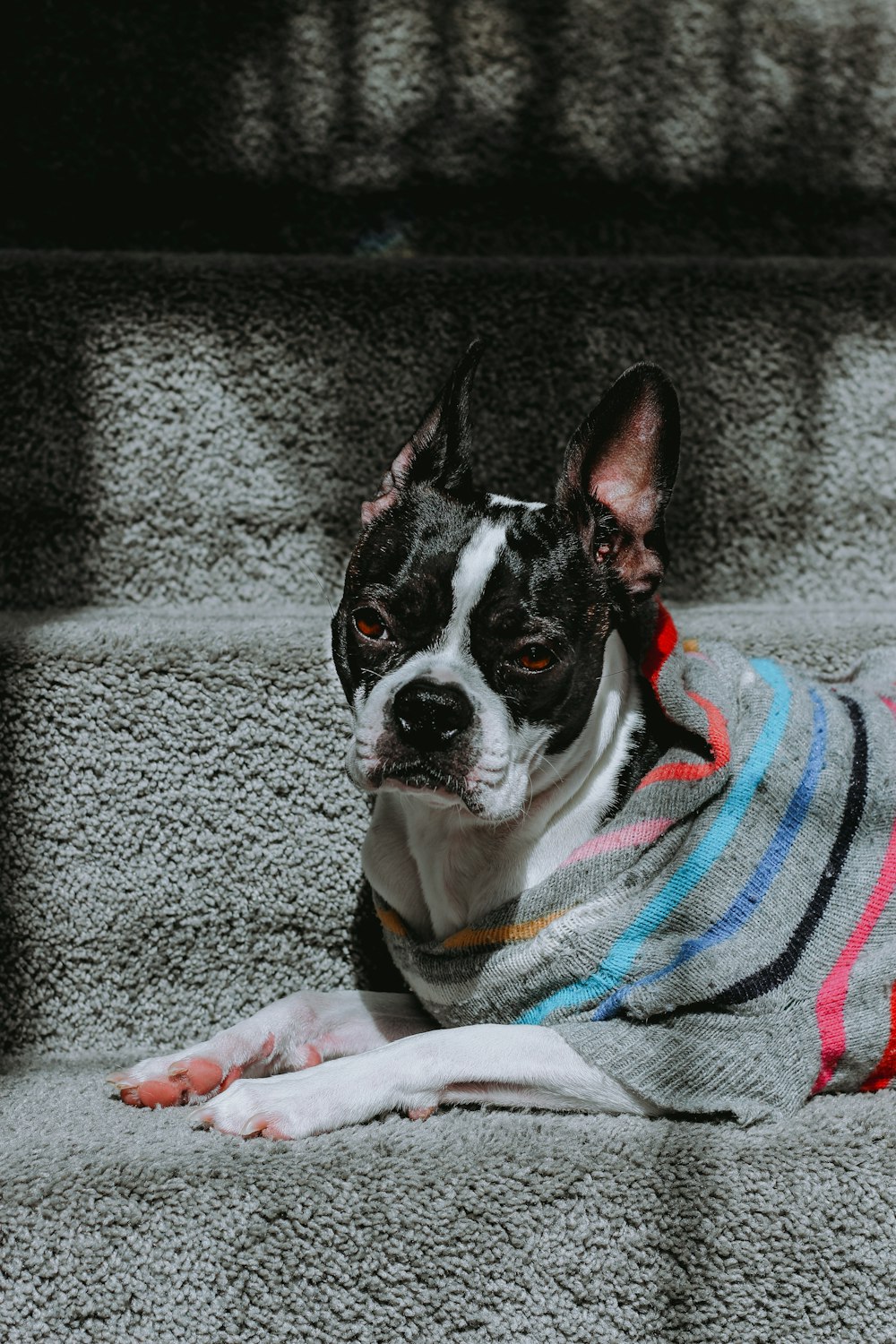 black and white short coated dog covered with blue and white textile