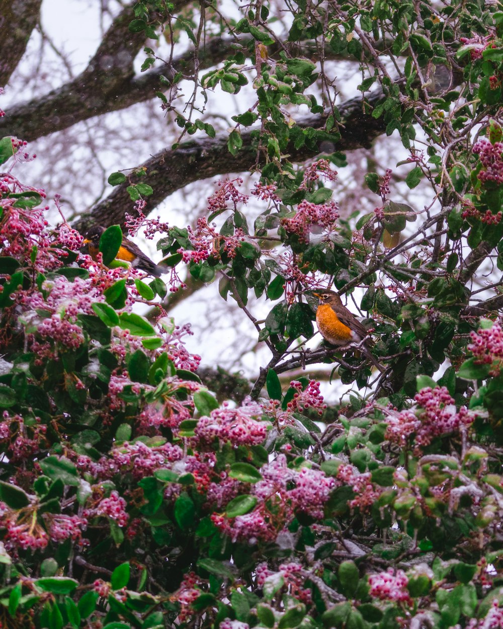 brown and black bird on tree branch during daytime