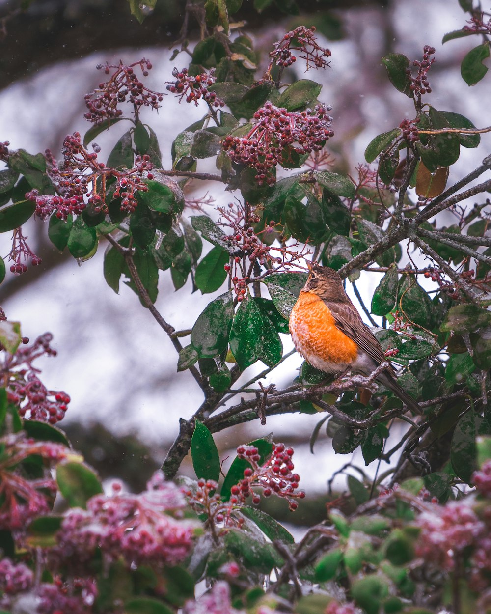 pájaro marrón y negro en la rama de un árbol durante el día