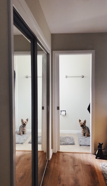 Renting with a Dog in the UK: Your Rights and How to Find Dog-Friendly Rentals