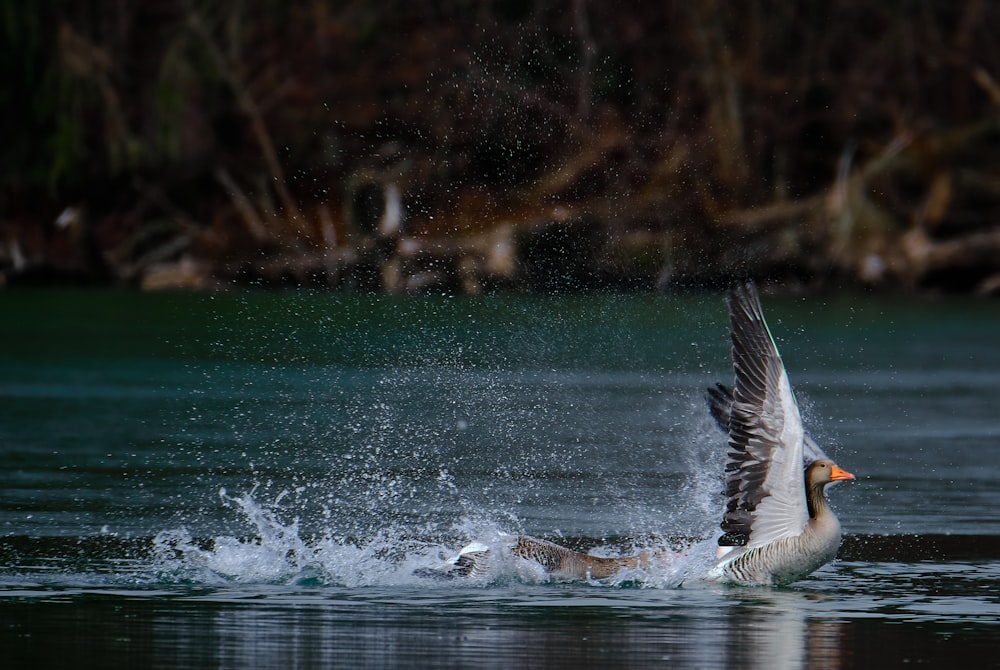 black and white duck on water during daytime