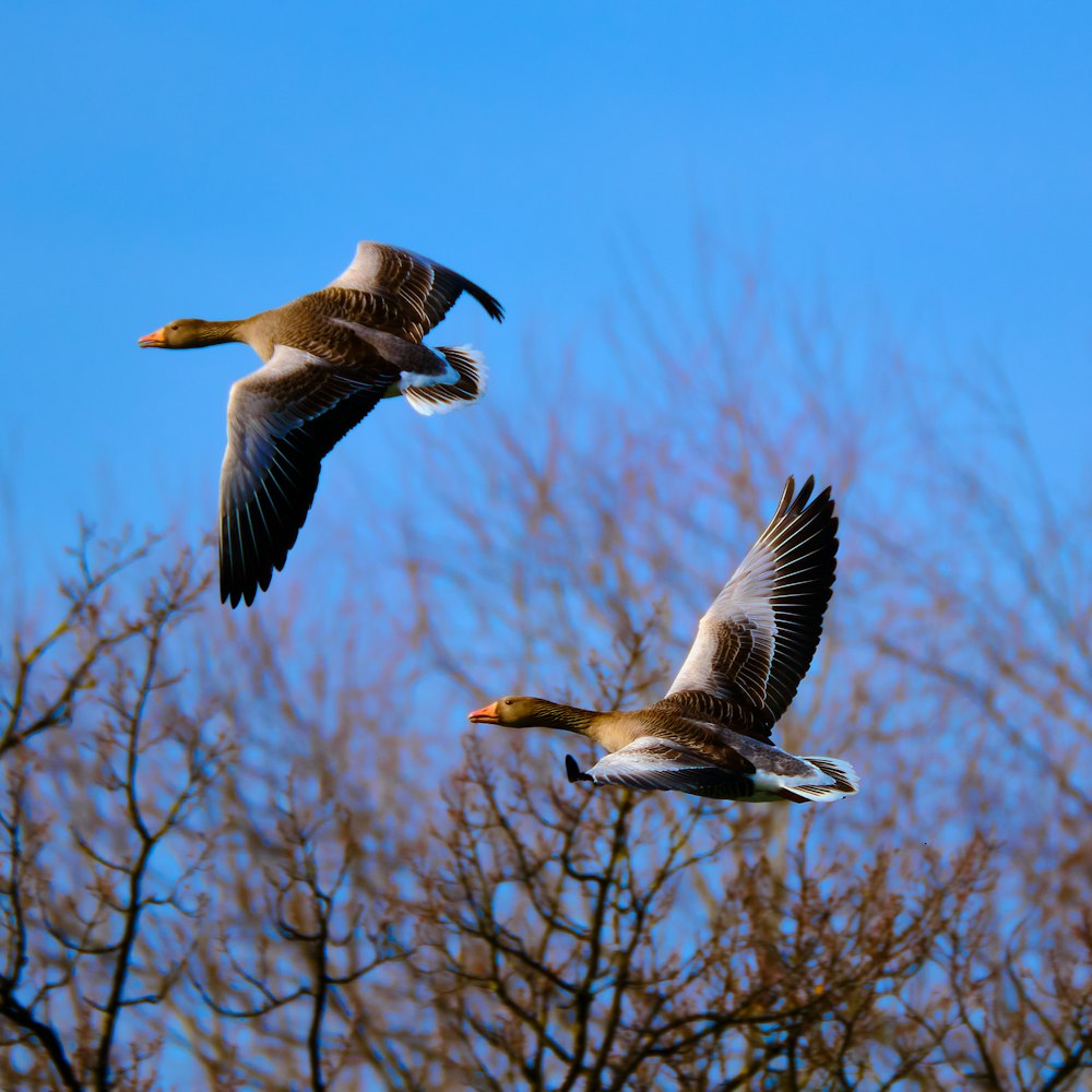 white and black bird flying during daytime