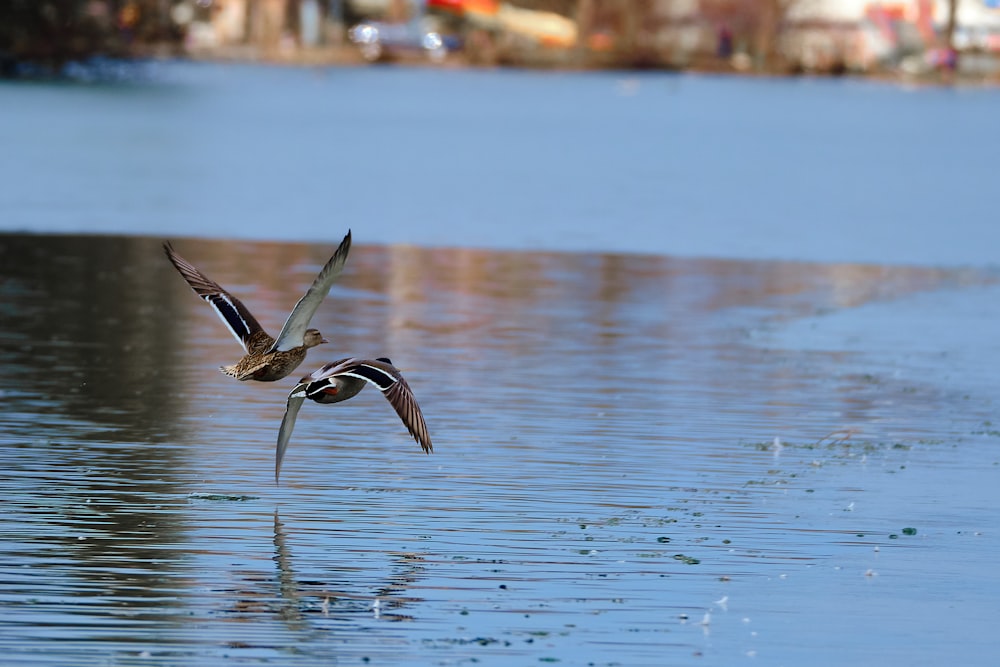 black and white bird flying over the water during daytime