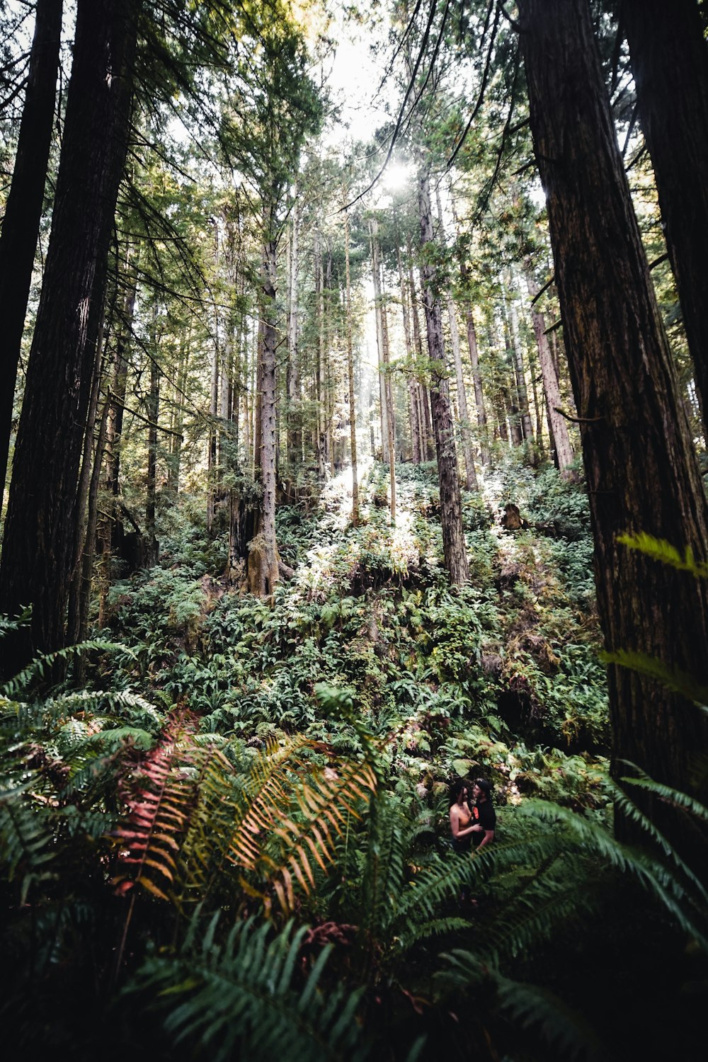 woman in black jacket standing on forest during daytime