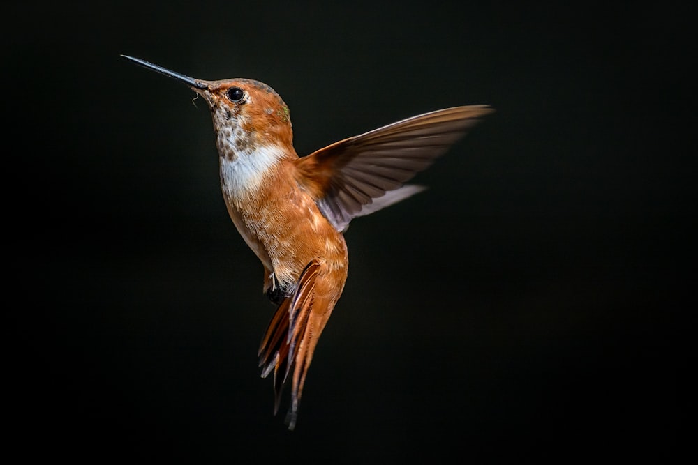 brown and white humming bird