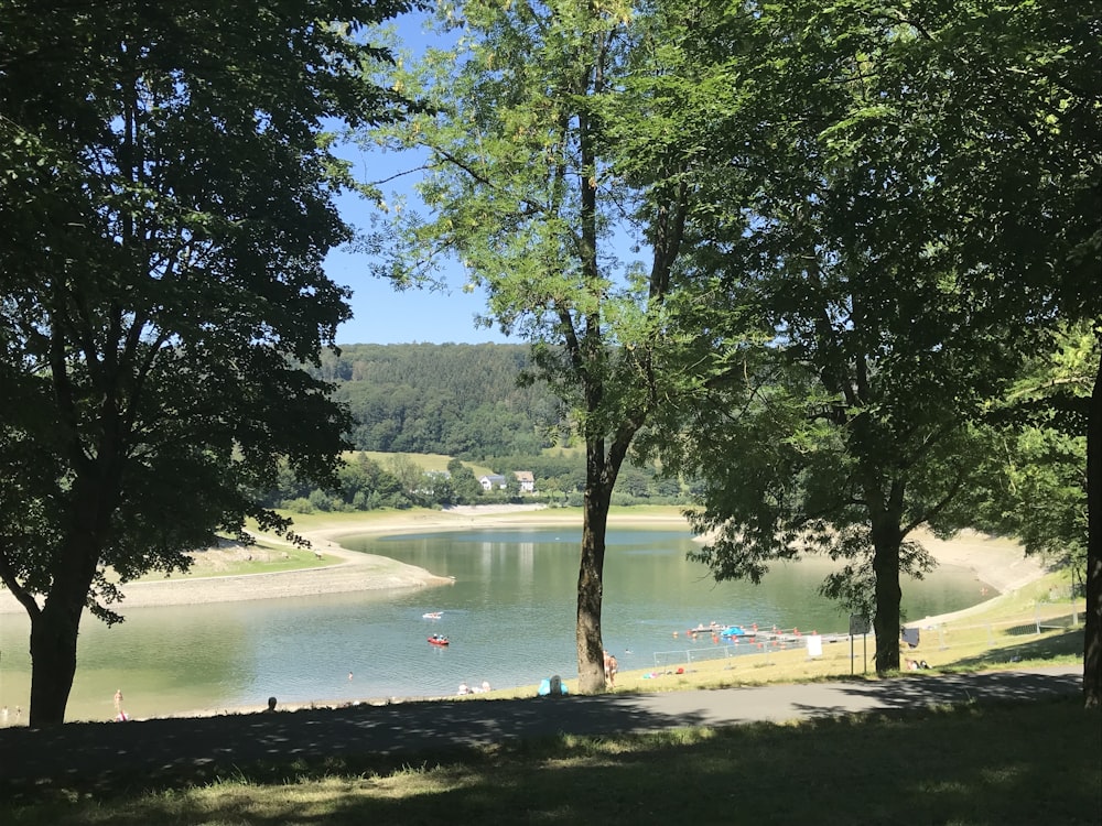 green trees near body of water during daytime