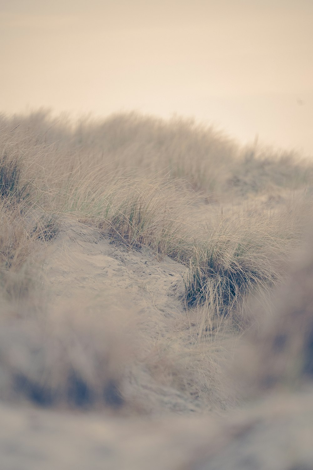 green grass on white sand during daytime