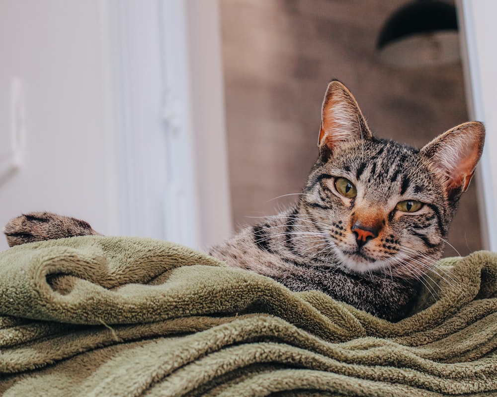 silver tabby cat on gray textile