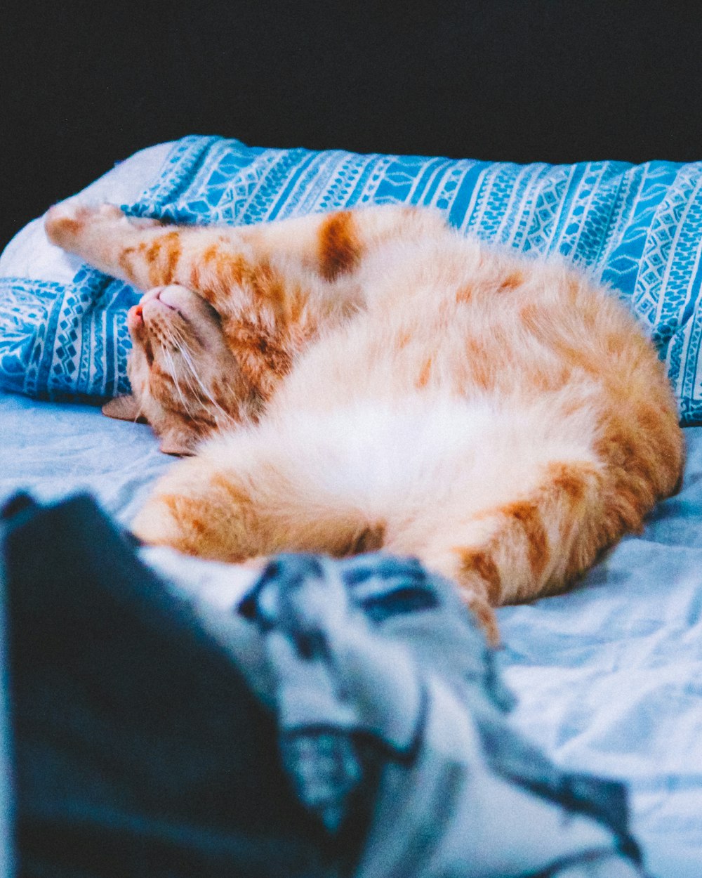 gato tabby laranja deitado no tecido azul e branco