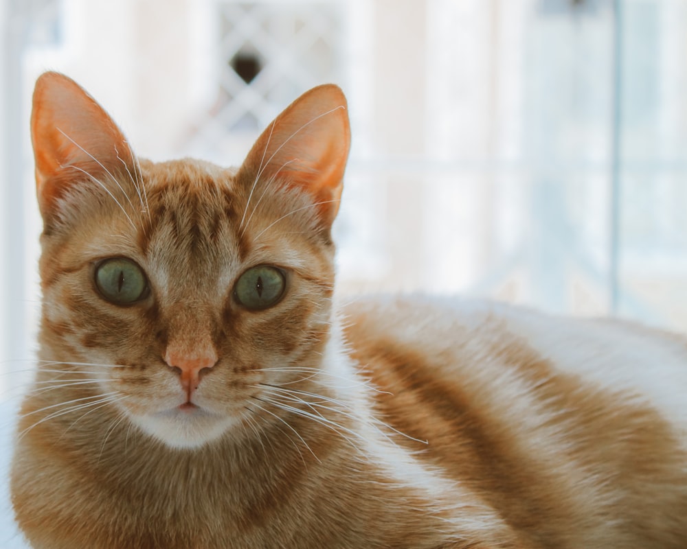 orange tabby cat on white textile