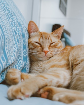 orange tabby cat lying on blue and white textile