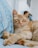 orange tabby cat lying on blue and white textile