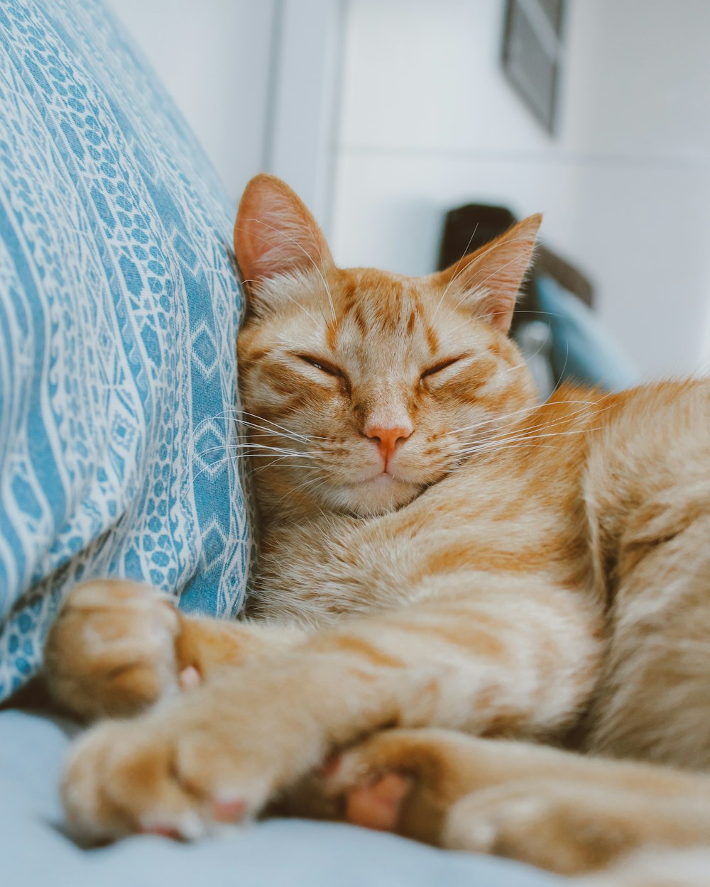 orange tabby cat lying on blue and white textile