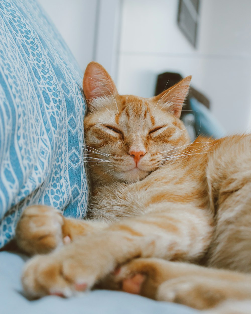 orangefarbene Tabby-Katze auf blau-weißem Textil liegend