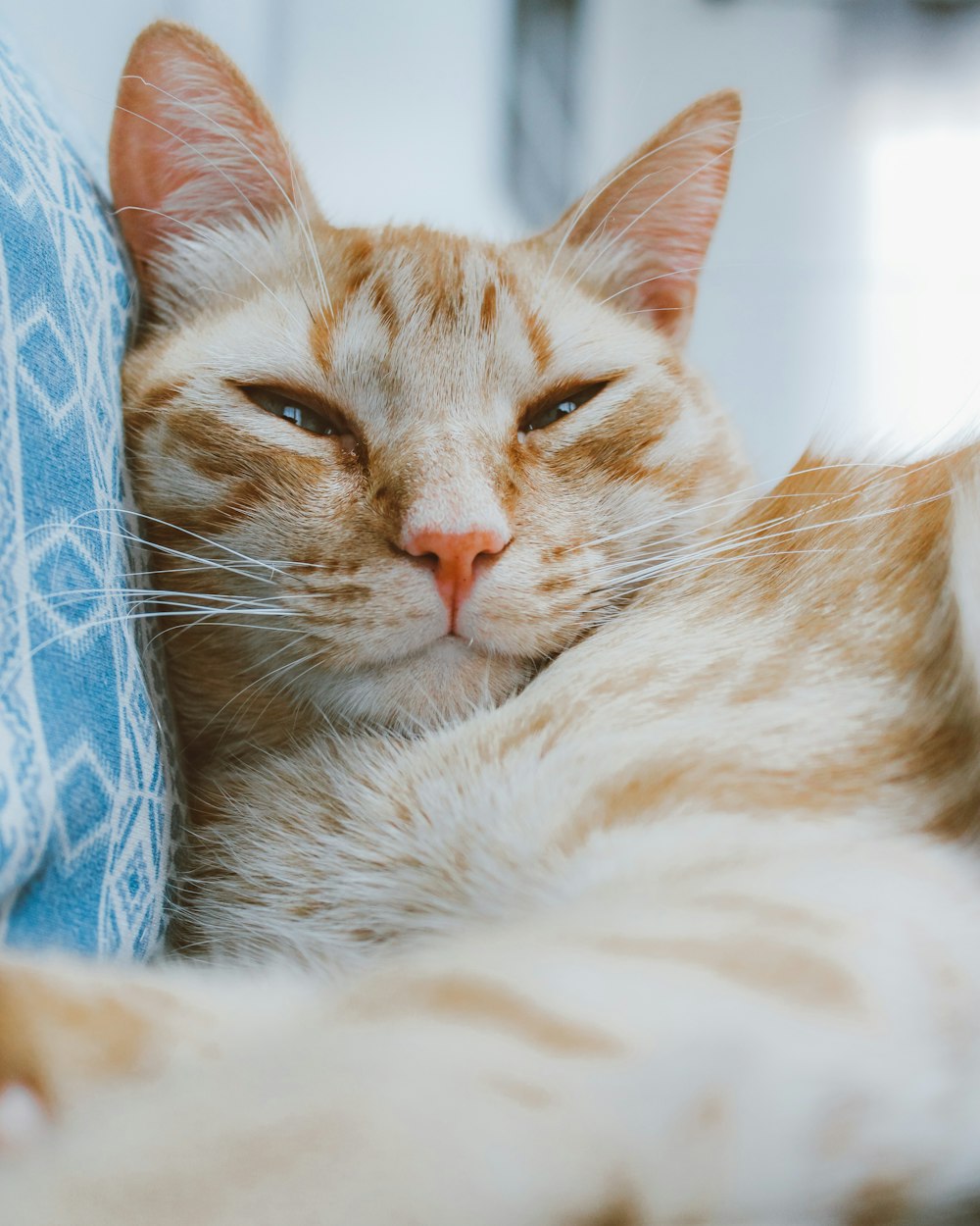 gato tabby laranja deitado no tecido azul e branco