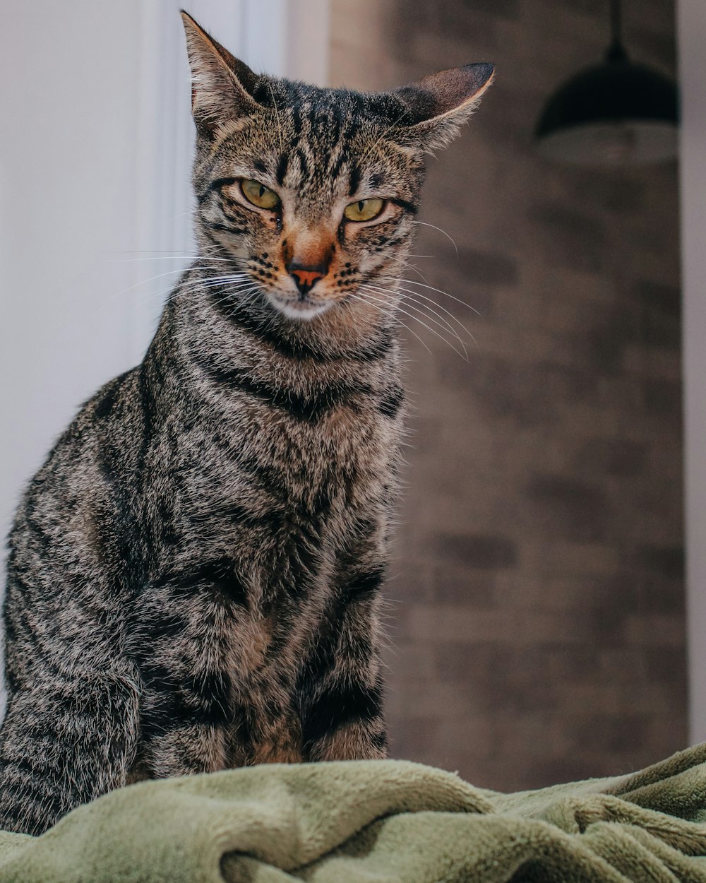 brown tabby cat on white textile