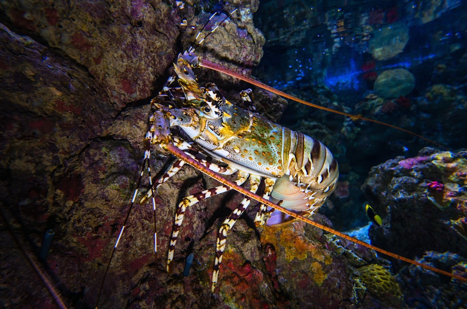 Levende kreeft in de oceaan: krachtig en onafhankelijk