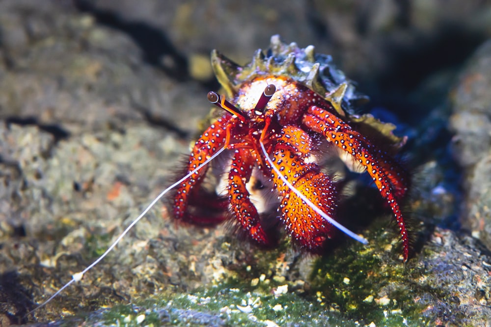 red and white crab on gray rock