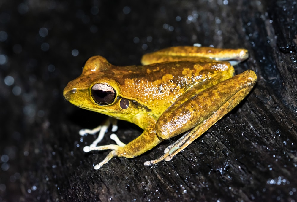 brown frog on black surface