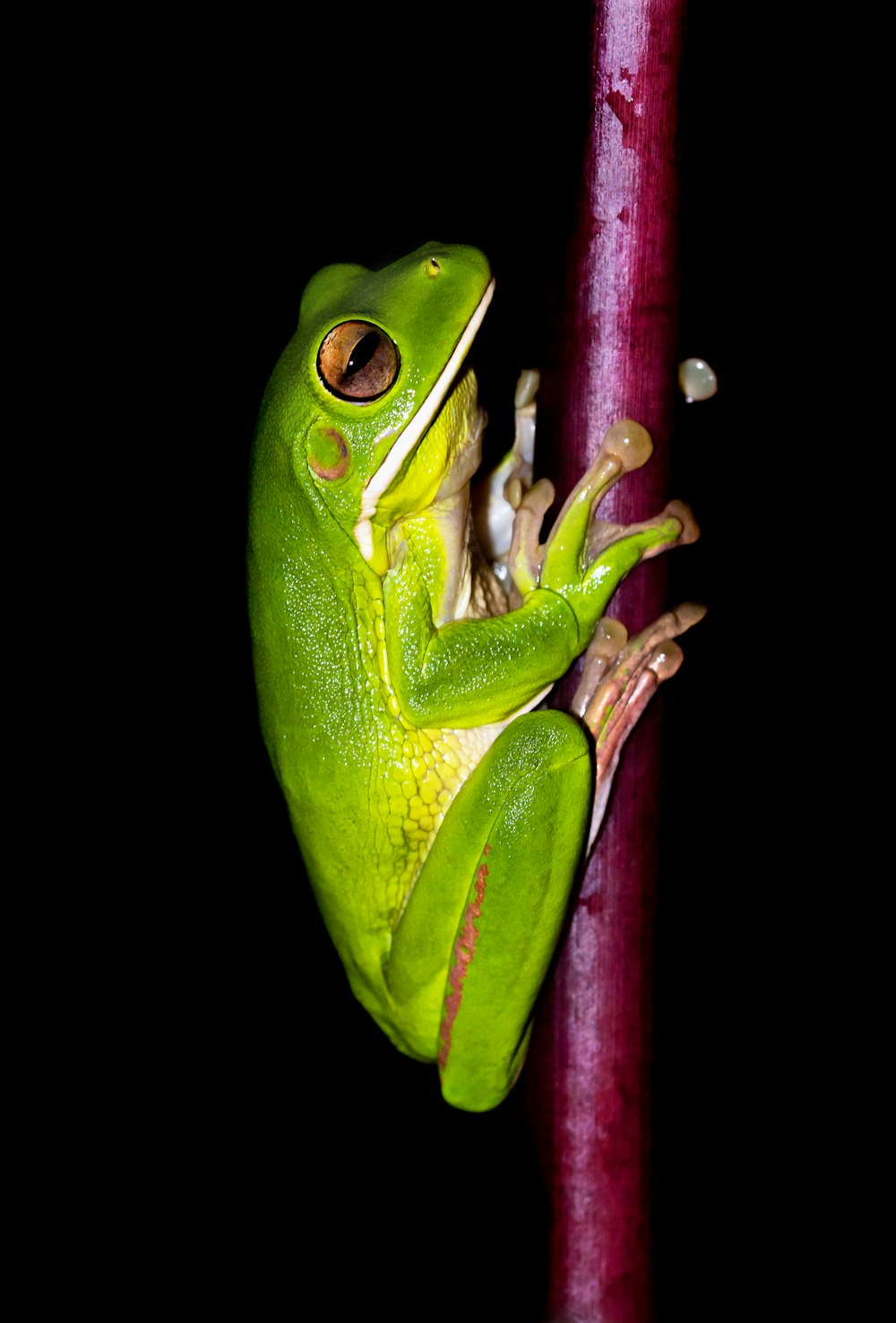 green frog on red stem