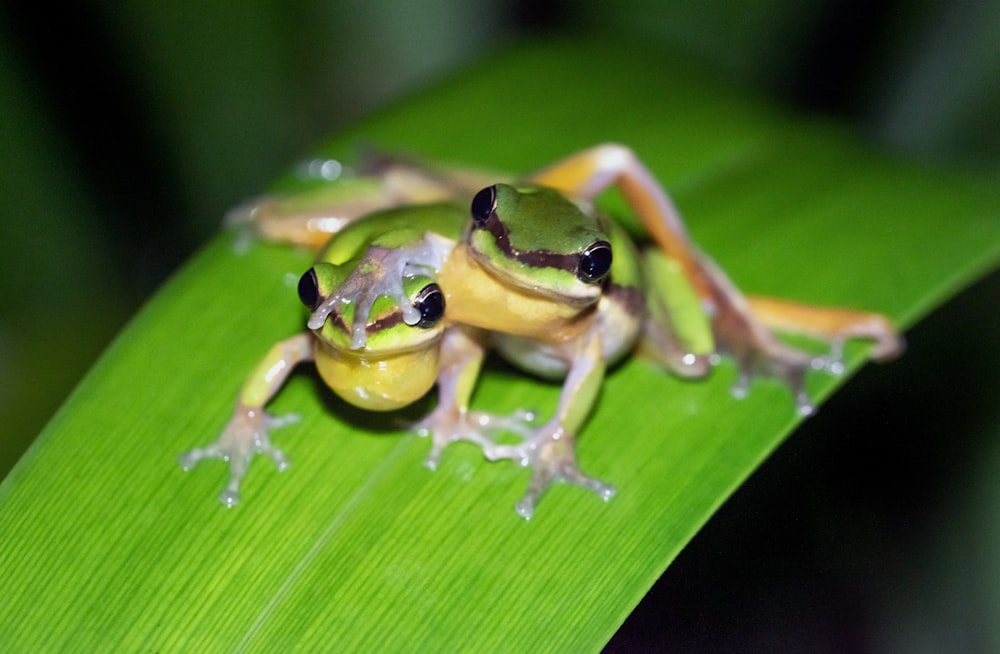 green and white frog on green leaf