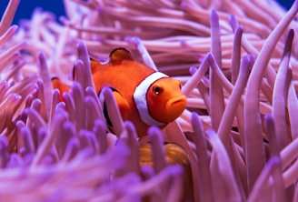 clown fish in purple and white coral reef