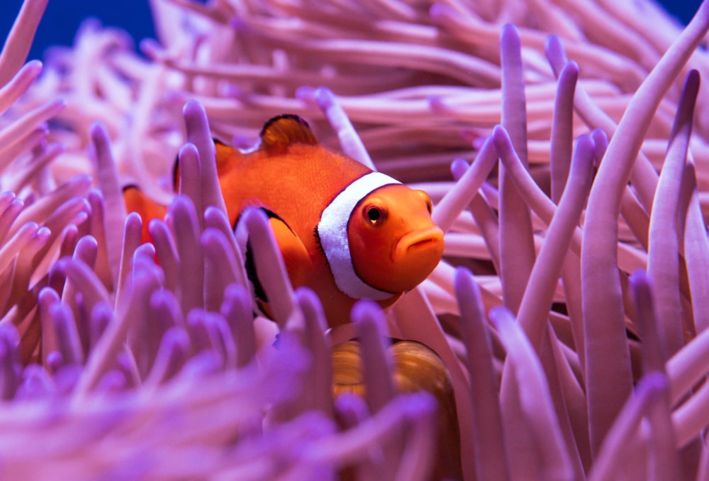 peixe-palhaço no recife de coral roxo e branco