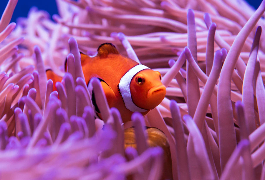 Clownfish live with sea anemones