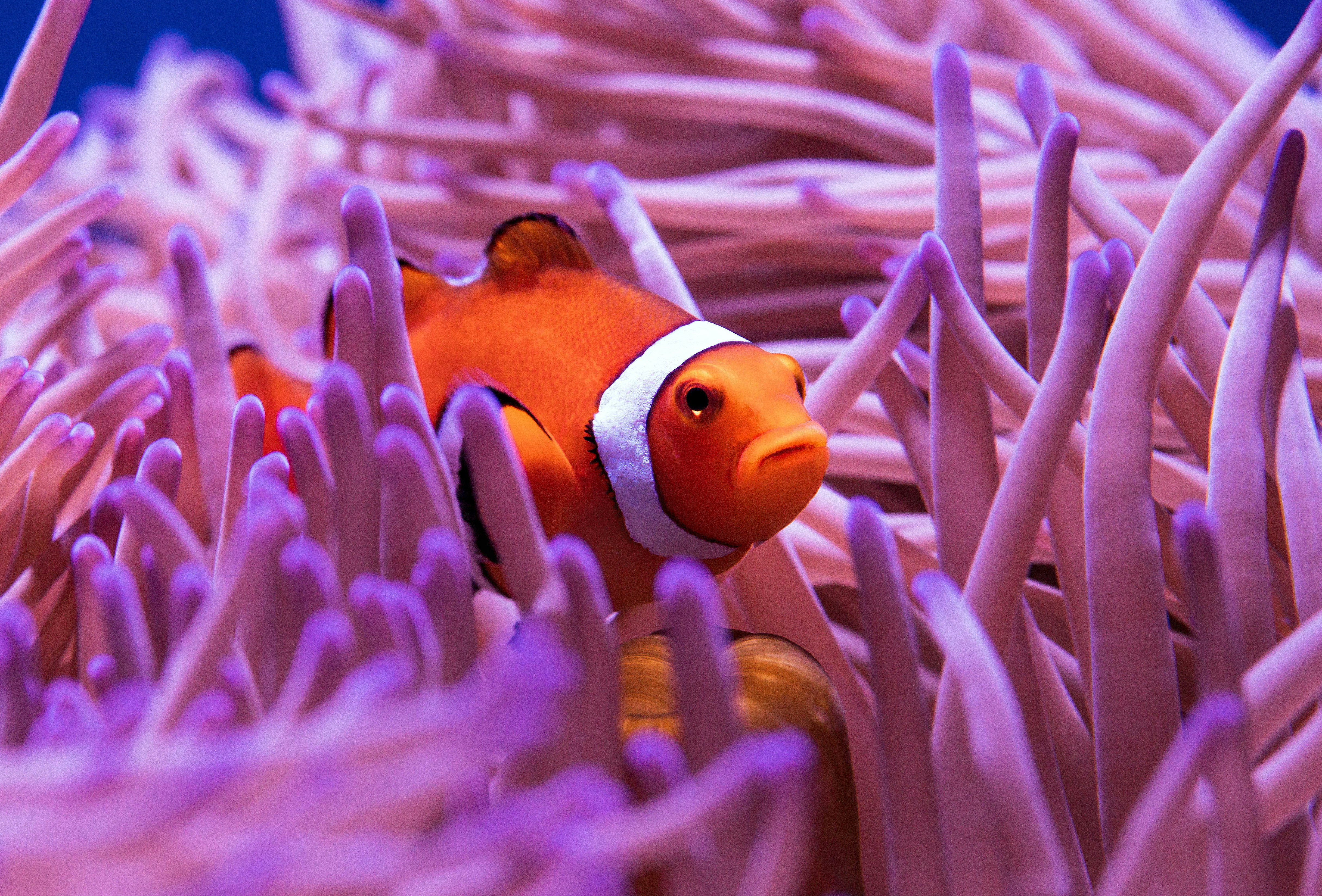 clown fish in purple and white coral reef