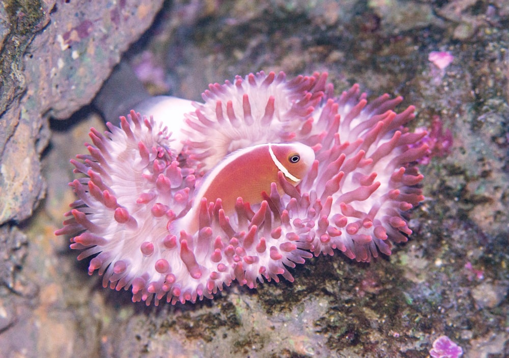 pesce pagliaccio arancione e bianco