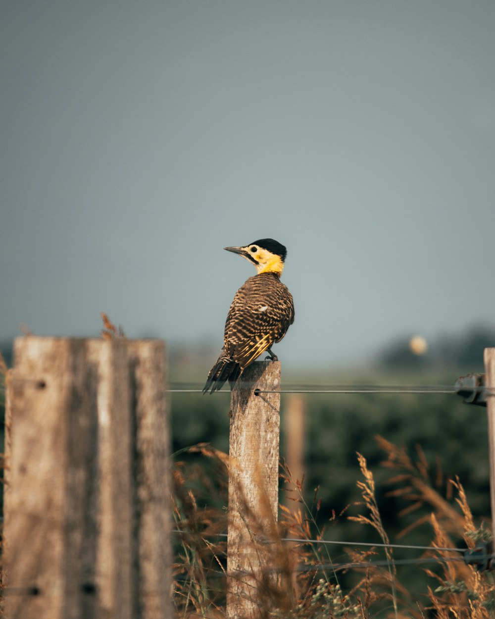 brown and yellow bird on brown wooden fence during daytime