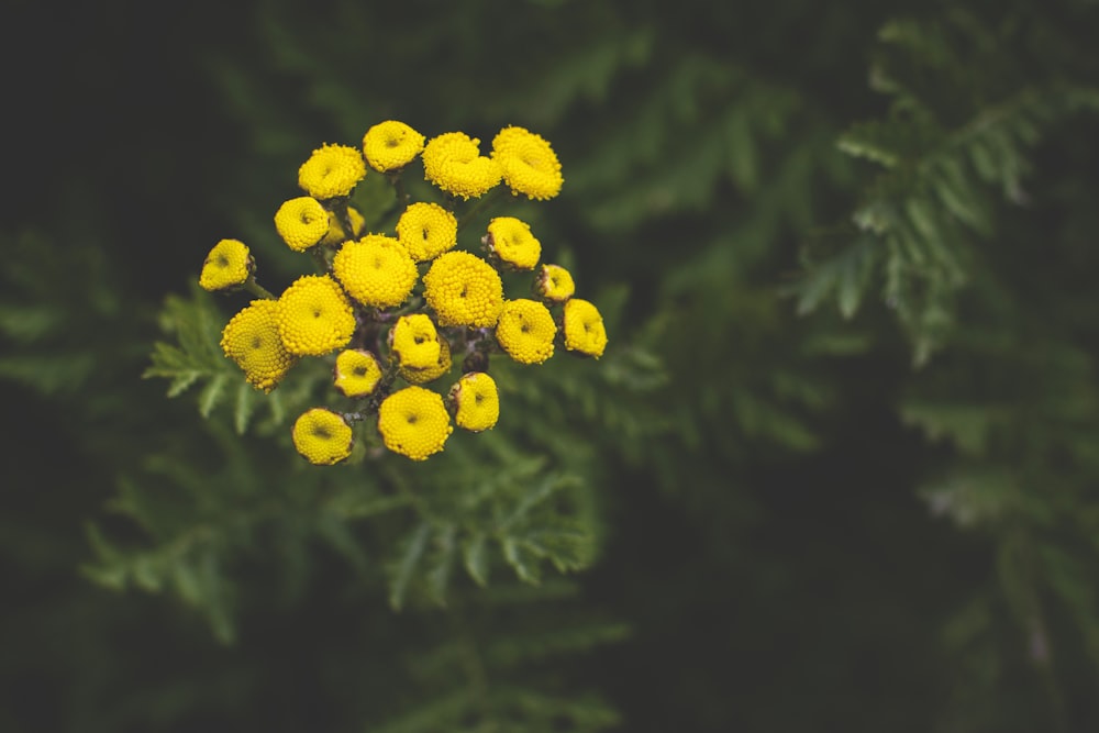 yellow flowers with green leaves