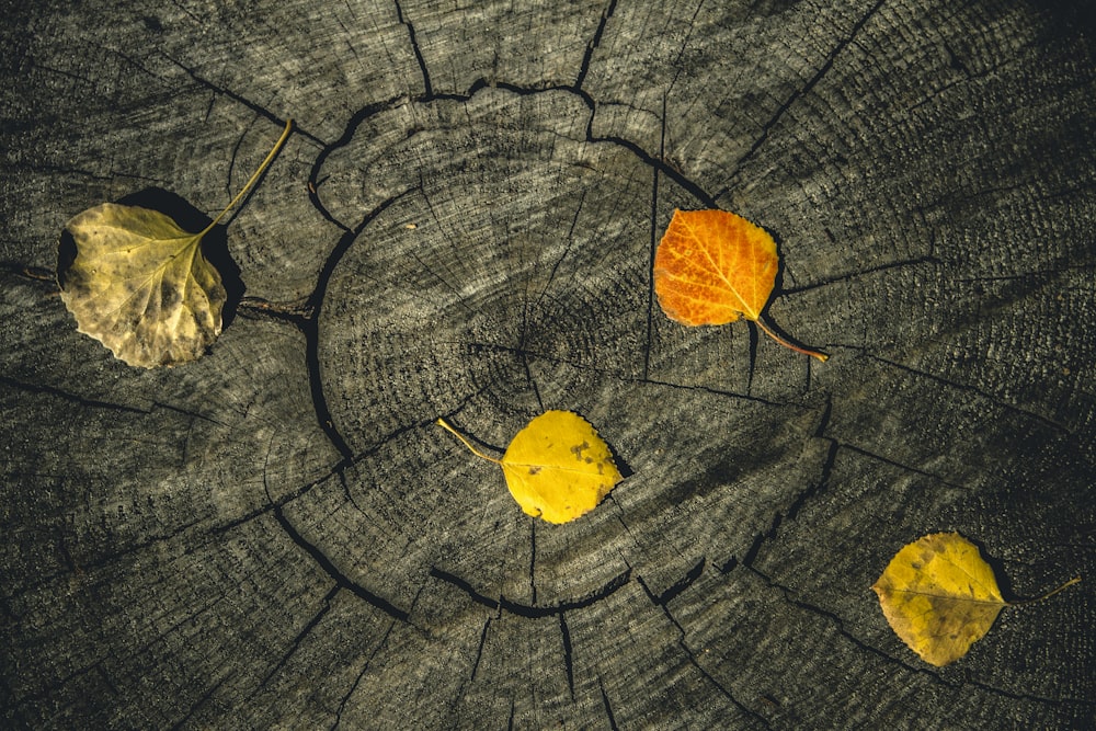yellow leaf on gray wooden surface