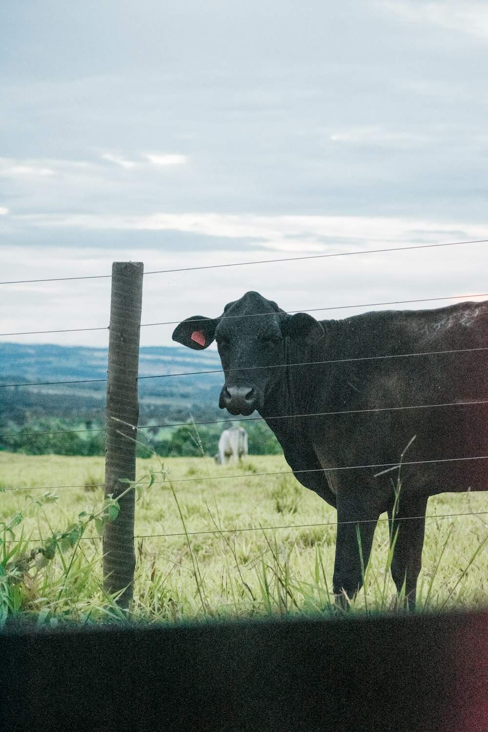 black cow on green grass field during daytime