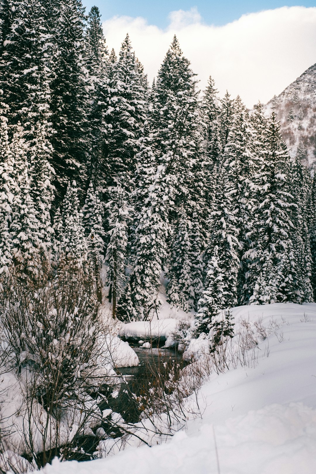 green pine trees covered with snow during daytime