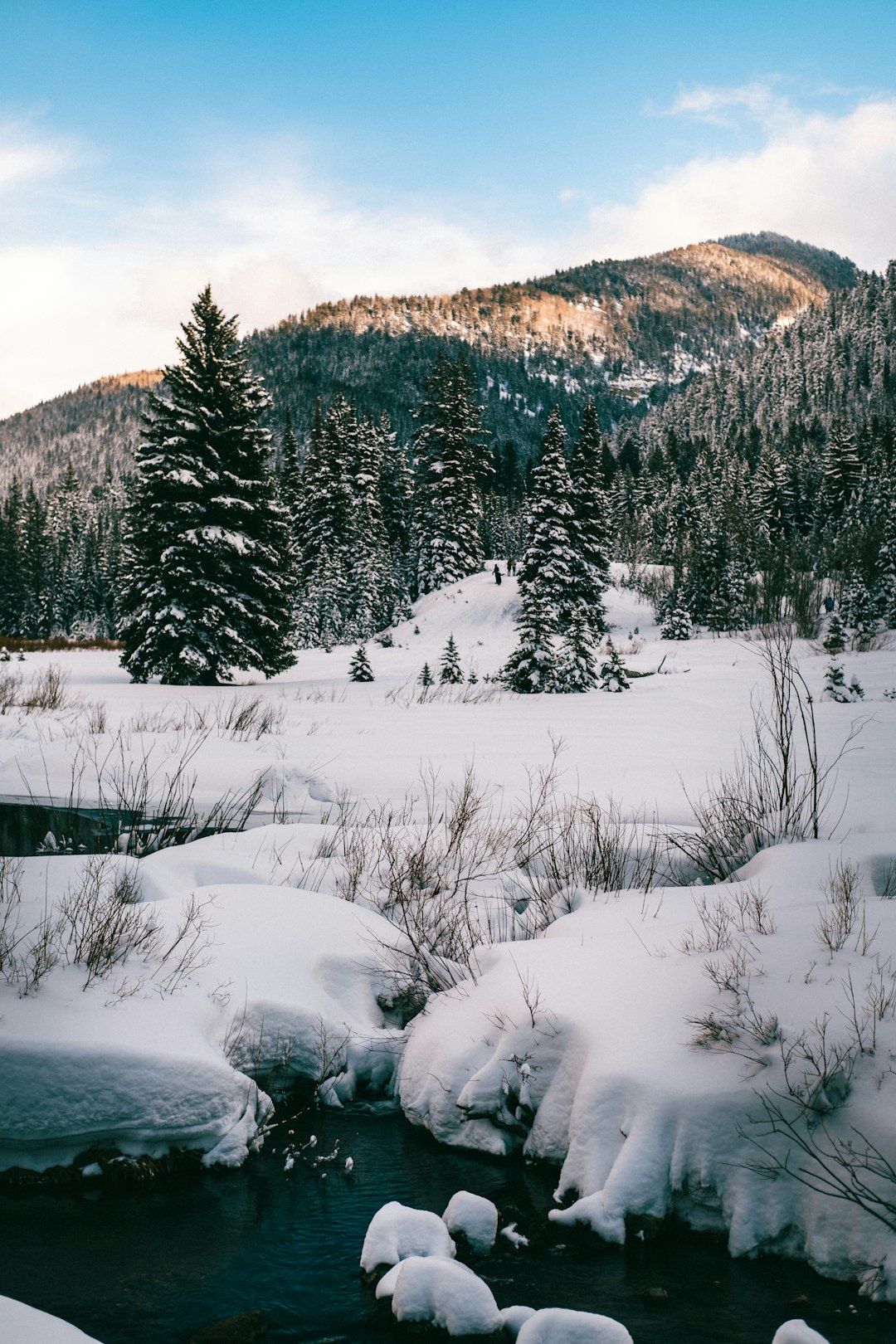 green pine trees on snow covered ground